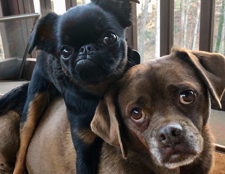 Самые красивые и милые собаки в мире (100 фото)