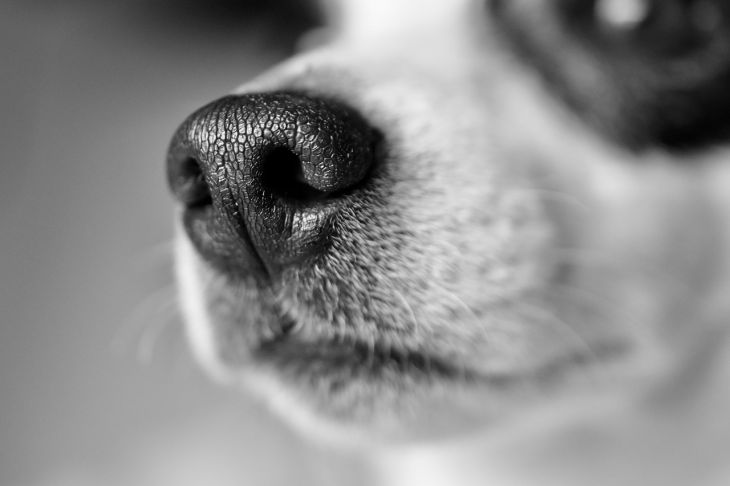 Ученые рассказали об уникальных особенностях собачьего носа