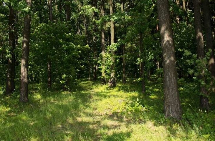 В 37 районах Беларуси действуют запреты и ограничения на посещение лесов 