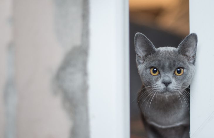 5 вещей, которые должен сделать каждый хозяин перед тем, как оставить кошку одну дома