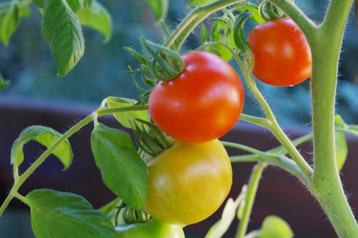 8 мифов о выращивании томатов, в которые стоит перестать верить