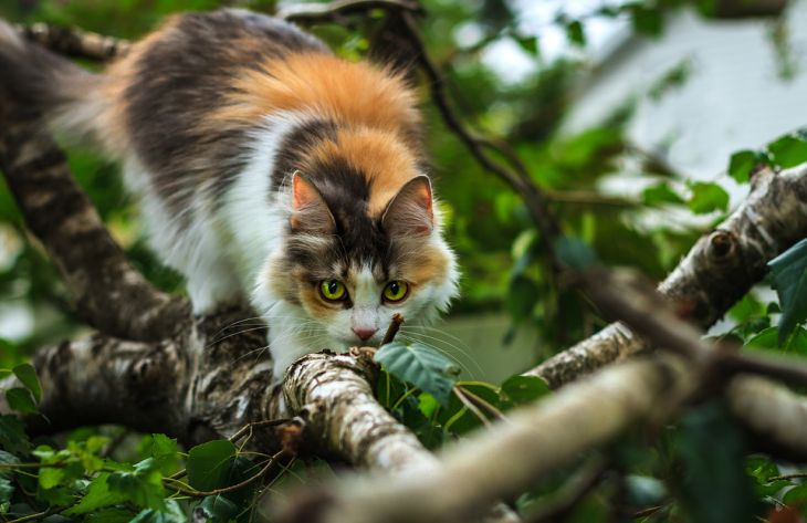 Ученые выяснили, почему кошки решили жить с человеком и чем питались до одомашнивания