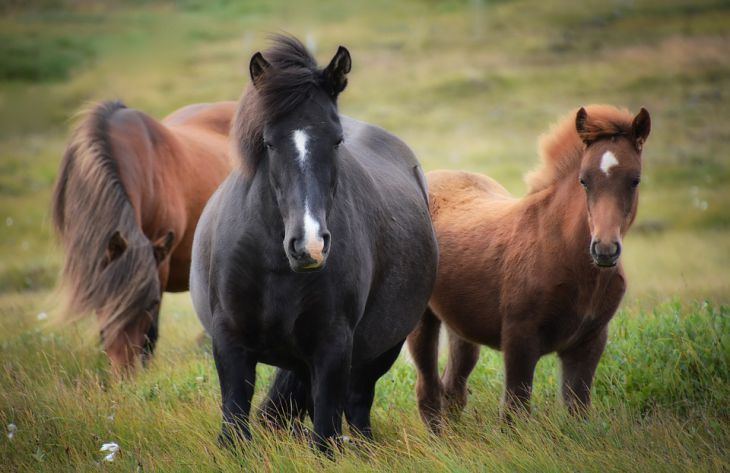 Любят кофе и видят цветные сны: 5 удивительных фактов о лошадях