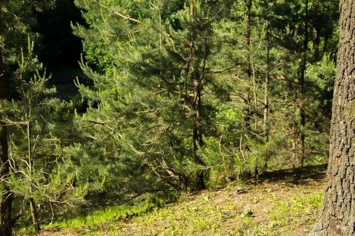 В некоторых районах Беларуси больше не действует запрет на посещение лесов 