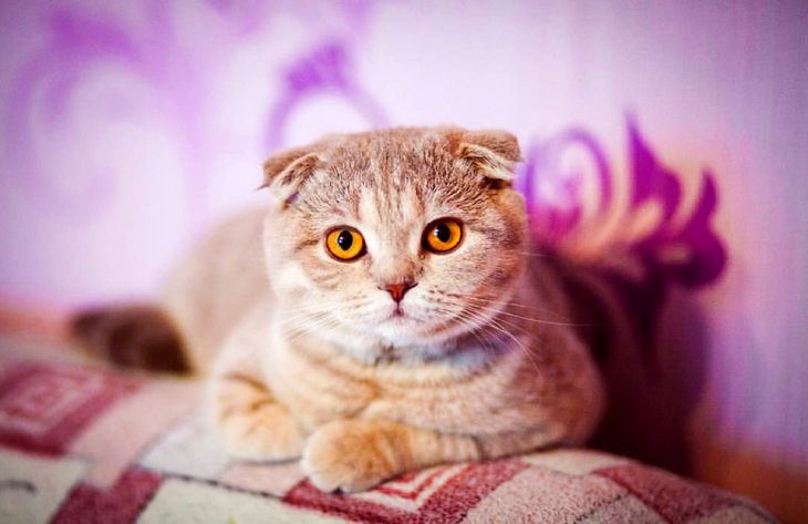 Эксперты объяснили, зачем домашние кошки пытаются закапывать еду