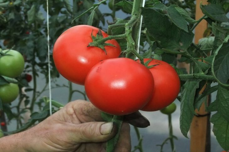 Как прищипывать помидоры пошаговое фото