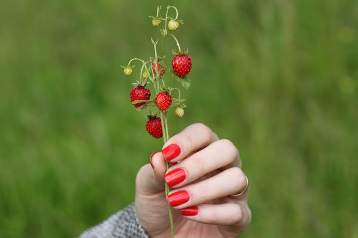 6 нельзя для земляники: как вырастить богатый урожай