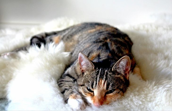 Почему кошка начинает мурлыкать перед сном: вы удивитесь