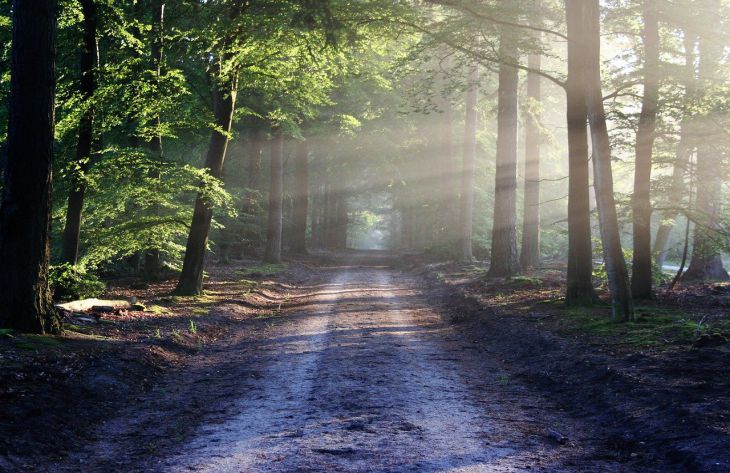 Почему стоит чаще гулять в лесу: ученые назвали 5 причин