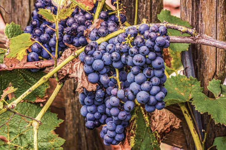 Куда посадить виноград на дачном участке (79 фото) - красивые картинки и HD фото