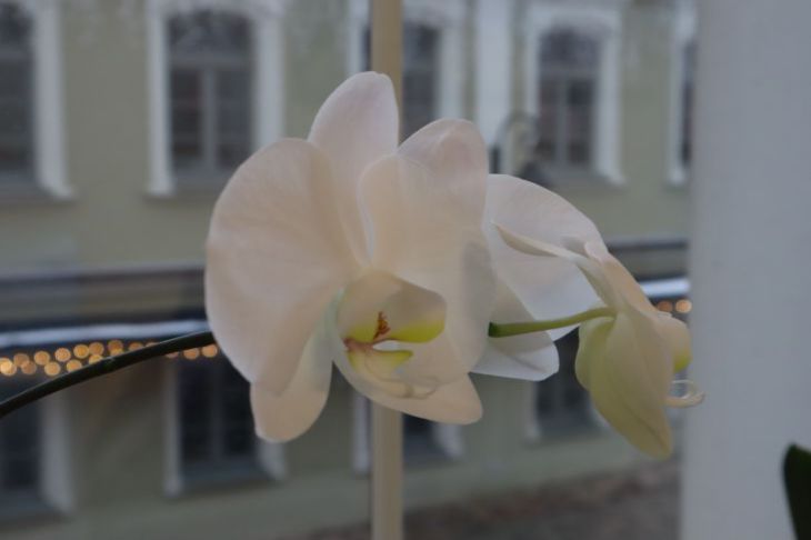 Орхидея: 3 правила домашнего ухода после цветения