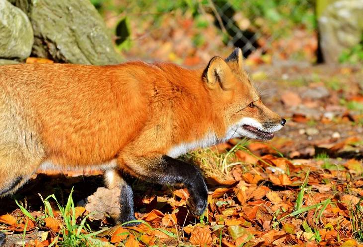 В Пинском районе введен карантин из-за бешеной лисы