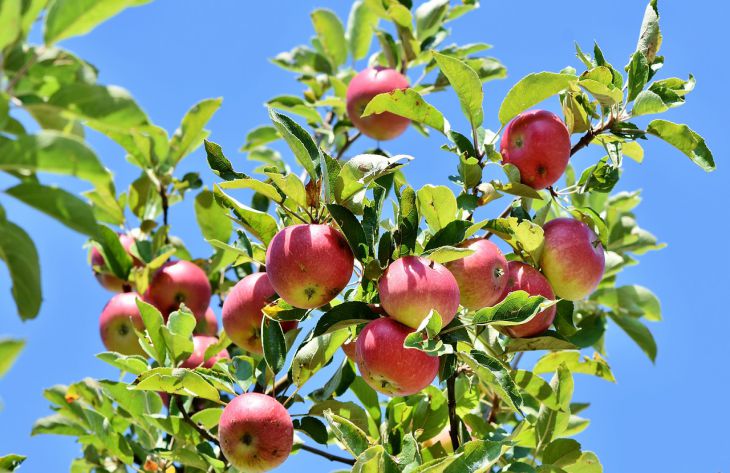 Что нужно чтобы плодоносила яблоня
