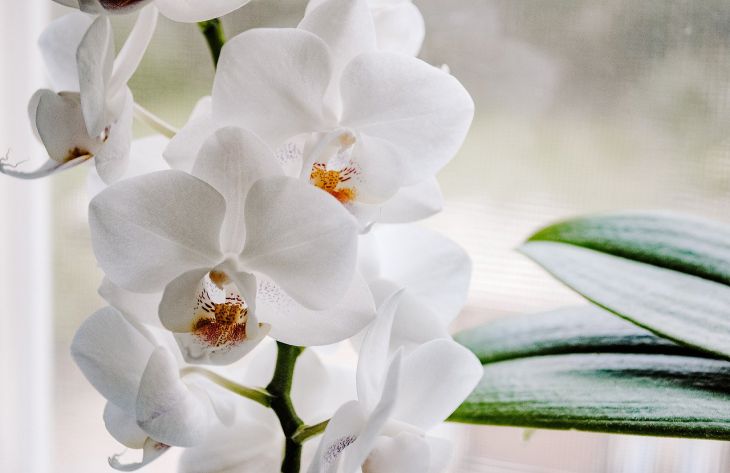 Как заставить орхидею с гнилыми корнями «ожить» и пышно зацвести: гениальный трюк