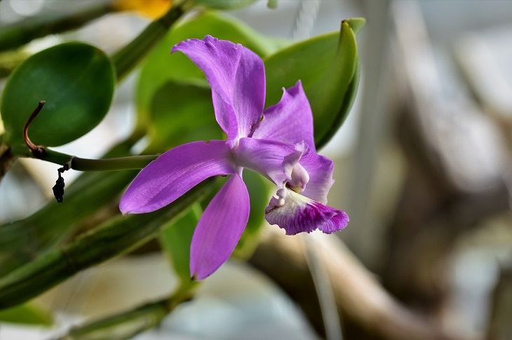 Почему не цветет орхидея, а растут только листья?