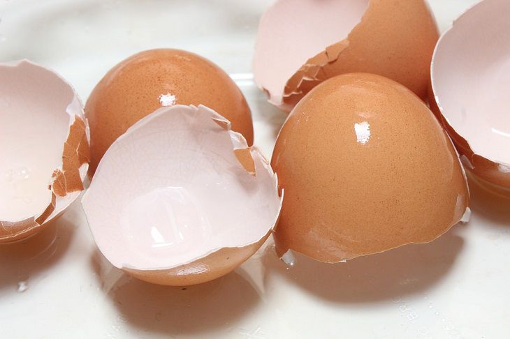 Перепелиные яйца: польза и вред для организма