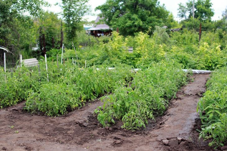 Бесплатный способ борьбы со снытью на участке: полностью забудете о сорняке за 1 сезон