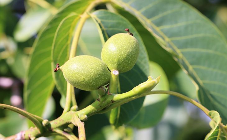 Дерево грецкого ореха: посадка и выращивание в Московской области