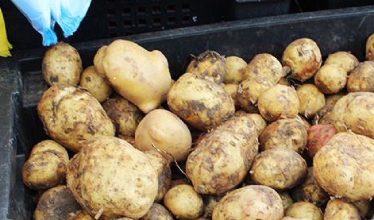 По стакану в каждую лунку: каким удобрением «порадовать» картошку, чтобы росла крупнее, чем у соседа 