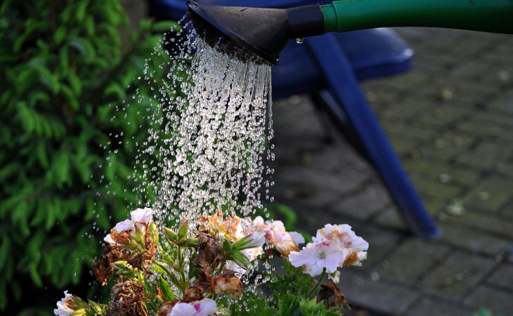 Рецепт «живой» воды для полива рассады и цветов: приготовить проще простого