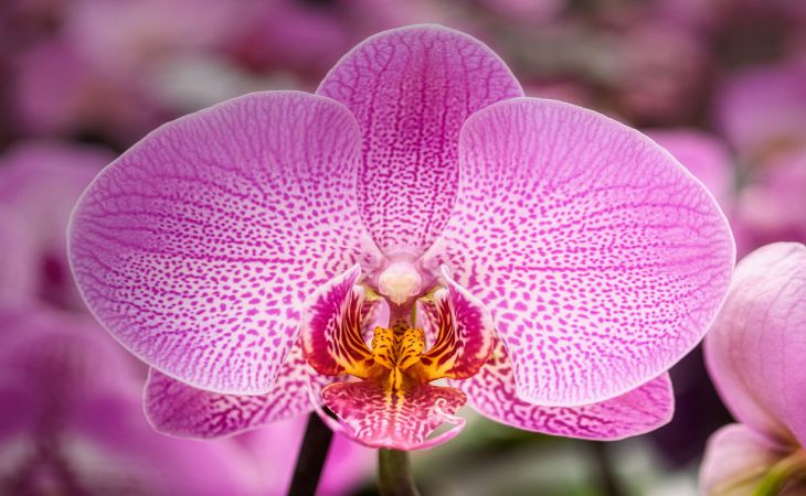 Уход за орхидеей в горшке