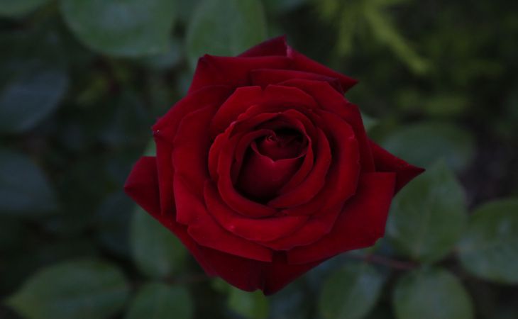 Как правильно снять укрытие с роз и когда пора: подсказки дачникам