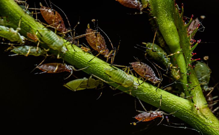 Угостите этим напитком тлю и муравьев — и они навсегда покинут ваш огород