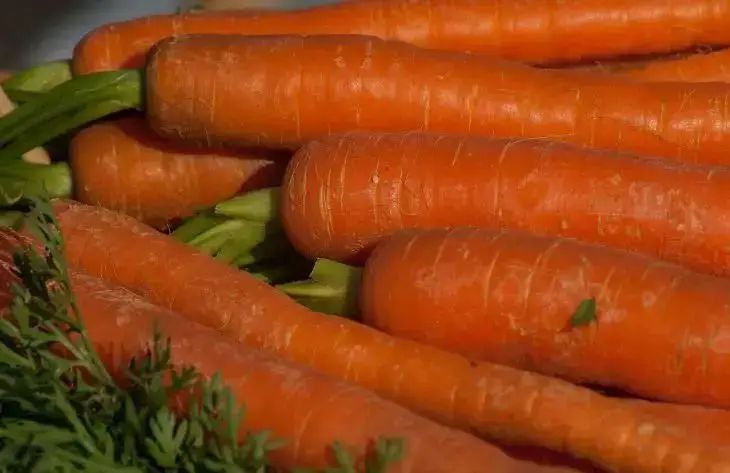 Как посеять морковь для богатого урожая: 3 хороших совета вам на заметку