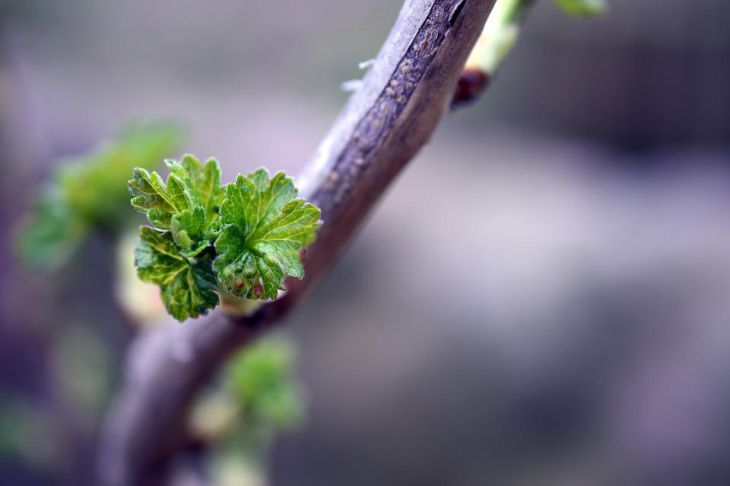 currants 