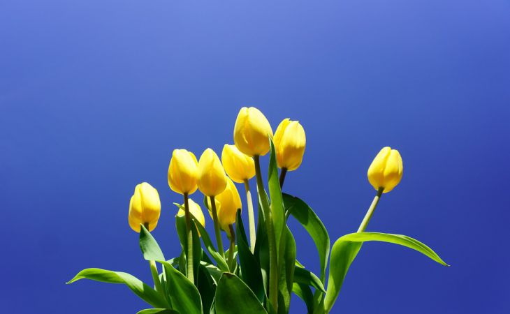 Тюльпаны и нарциссы будут цвести долго и ярко, если так подкормить их весной