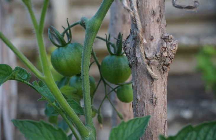 Что посадить рядом с помидорами для хорошего урожая: правила, о которых следует знать