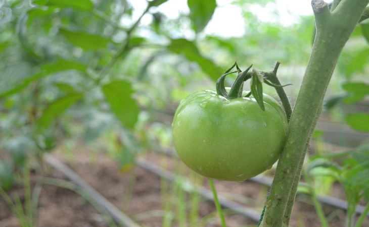 3 популярные подкормки для рассады томата, которые точно лишние в рассадном ящике