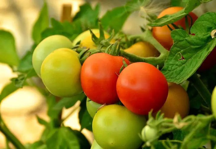 Зачем нужно раздевать томаты «догола» и как это сделать правильно: хитрости огородников