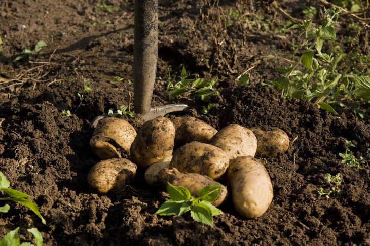 Небывалый урожай: обработайте этим картофель перед посадкой