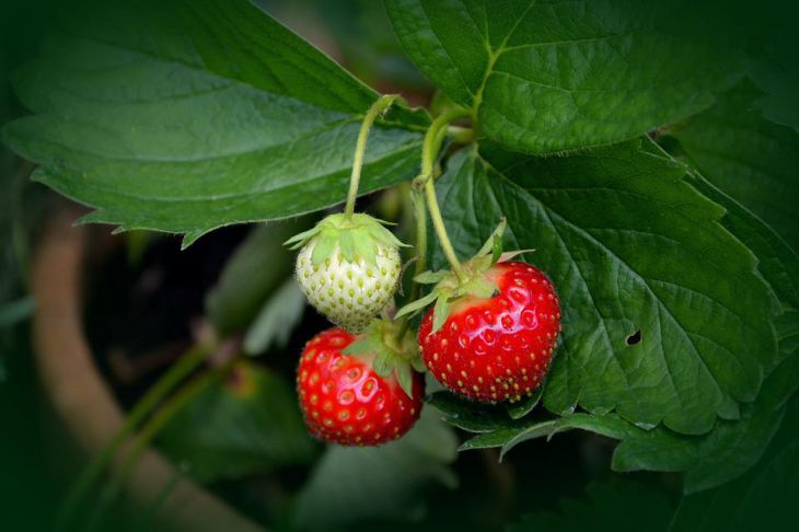 strawberries 