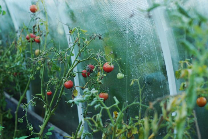 Зачем рассаду томатов протыкают медной проволокой: секреты опытных огородников