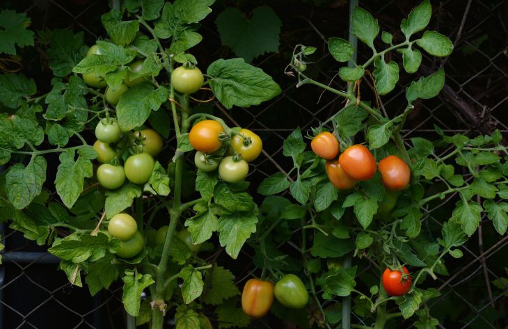 Как часто поливать помидоры на грядке: секреты, о которых следует знать для хорошего урожая