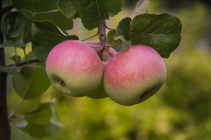 Спасаем сад от плодожорки: вот что нужно сделать, чтобы не остаться без урожая яблок