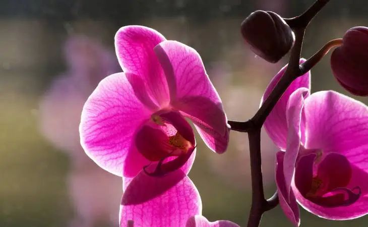 3 причины, почему вянут листья у орхидеи: об этом не догадываются хозяйки