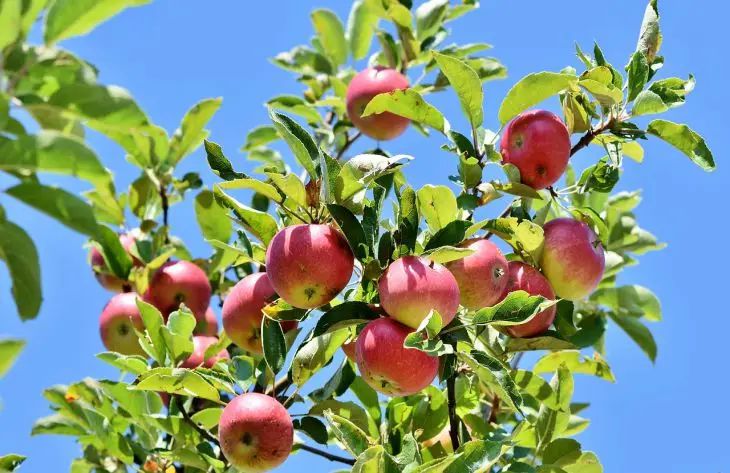 5 растений, которые нельзя сажать у яблони, если хотите получить хороший урожай