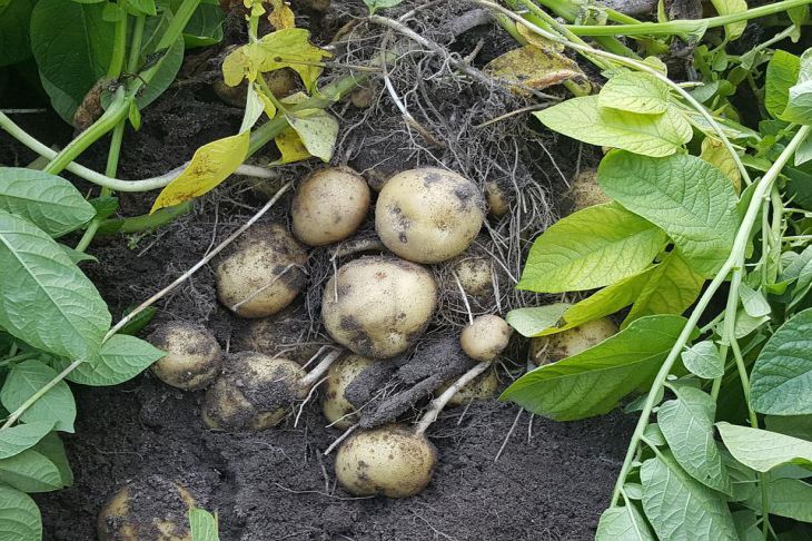 Картофельные правила, которые соблюдают настоящие огородники: урожай у них всегда на славу