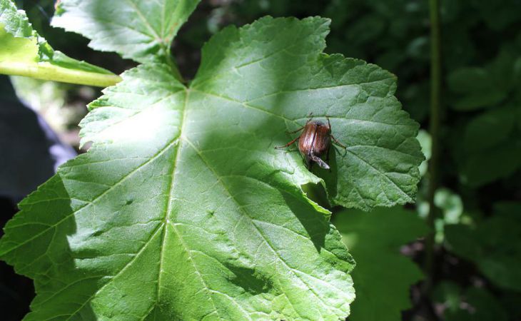 Как избавиться от личинок майского жука: действенные методы