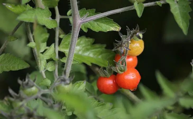 Что посадить рядом с помидорами, чтобы забыть о вредителям и собирать солидный урожай