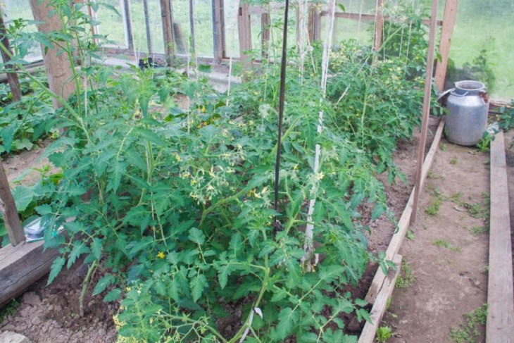 Какие частые ошибки допускают огородники при выращивании помидоров, а затем жалуются на неурожай 