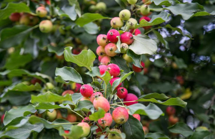 Чем подкормить яблоню летом, чтобы собирать урожай ведрами: деревенские хитрости