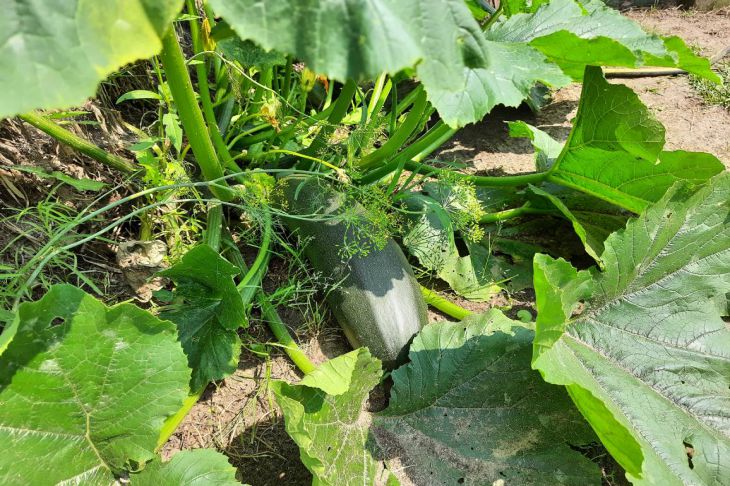 Как продлить плодоношение кабачков до заморозков: 4 огородных приема