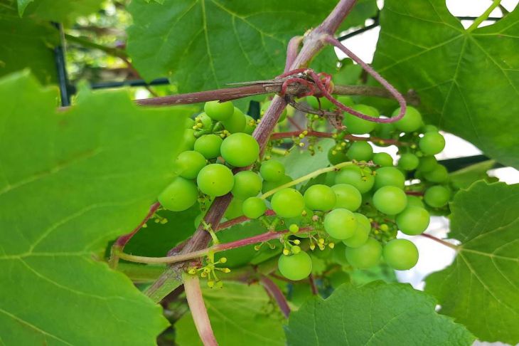 Три причины, из-за которых виноград вырастет кислым: как заметить угрозу и спасти урожай