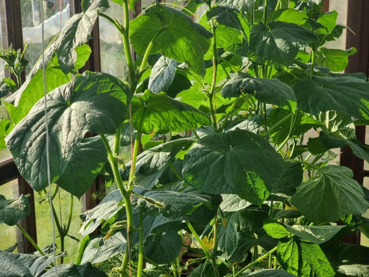 Завязи не растут: как помочь огурцам, чтобы не остаться без урожая