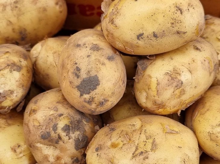Почему опытны дачники не выбрасывают картофельную кожуру: вы удивитесь
