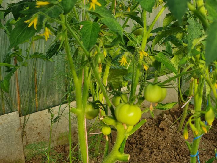 Если огородник выращивает помидоры в теплице, то он должен знать о кладоспориозе
